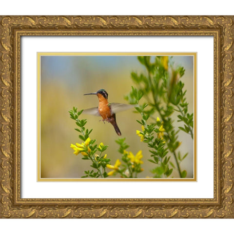Gray Tailed Mountain-Gem Hummingbird Gold Ornate Wood Framed Art Print with Double Matting by Fitzharris, Tim
