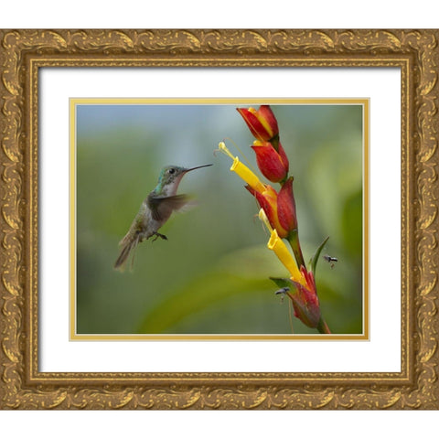 Andean Emerald Humming Bird Gold Ornate Wood Framed Art Print with Double Matting by Fitzharris, Tim