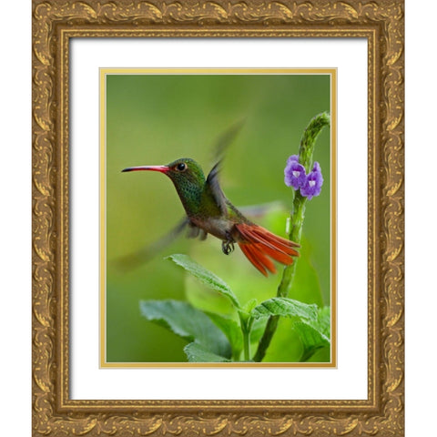 Rufous Tailed Hummingbird Gold Ornate Wood Framed Art Print with Double Matting by Fitzharris, Tim