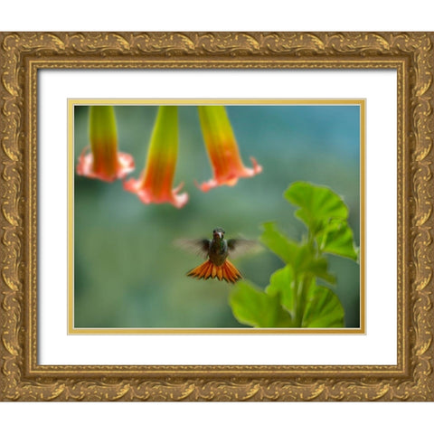 Rufous Tailed Hummingbird Gold Ornate Wood Framed Art Print with Double Matting by Fitzharris, Tim