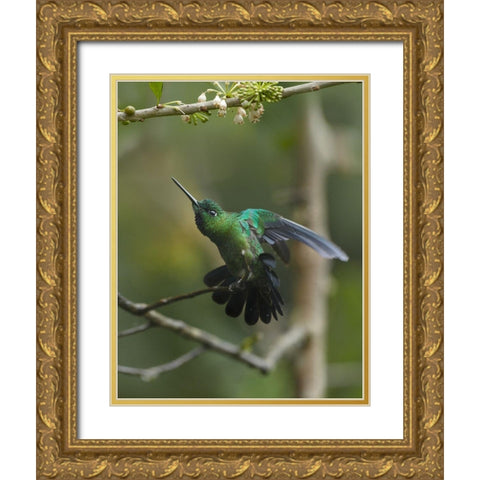 Green Crowned Brilliant Hummingbird Gold Ornate Wood Framed Art Print with Double Matting by Fitzharris, Tim