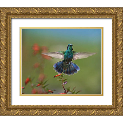 Green Violet-Ear Hummingbird Gold Ornate Wood Framed Art Print with Double Matting by Fitzharris, Tim