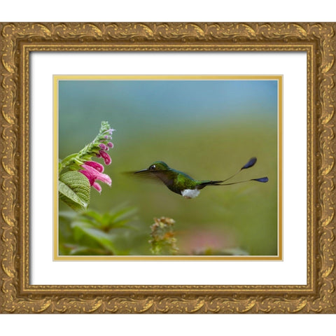 Booted Racket-Tail Hummingbird Gold Ornate Wood Framed Art Print with Double Matting by Fitzharris, Tim