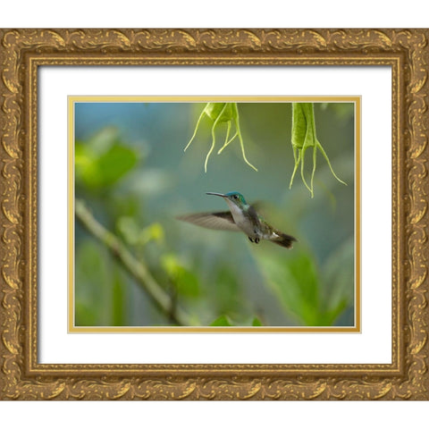 Andean Emerald Humming Bird Gold Ornate Wood Framed Art Print with Double Matting by Fitzharris, Tim