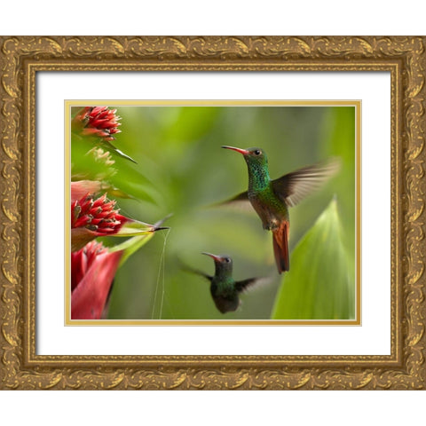 Rufous Tailed Hummingbirds Gold Ornate Wood Framed Art Print with Double Matting by Fitzharris, Tim