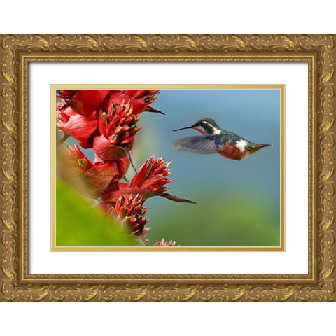 Purple Throated Woodstar Hummingbird Gold Ornate Wood Framed Art Print with Double Matting by Fitzharris, Tim