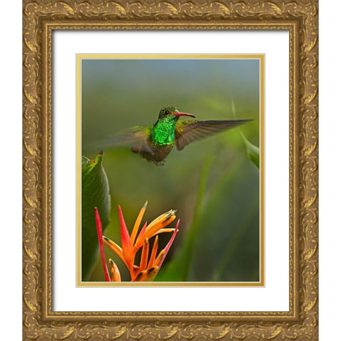 Rufous Tailed Hummingbird Gold Ornate Wood Framed Art Print with Double Matting by Fitzharris, Tim