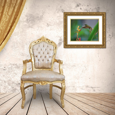 Fawn Breasted Brilliant Hummingbird Gold Ornate Wood Framed Art Print with Double Matting by Fitzharris, Tim