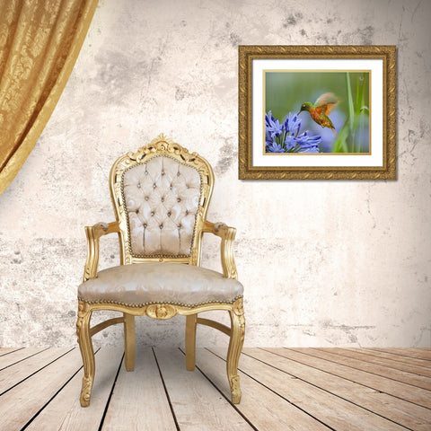 Chestnut Breasted Coronet Hummingbird Gold Ornate Wood Framed Art Print with Double Matting by Fitzharris, Tim