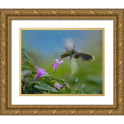 Green Hermit Hummingbird Gold Ornate Wood Framed Art Print with Double Matting by Fitzharris, Tim