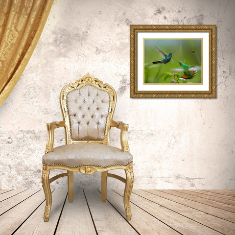 Green Violet-Ear Hummingbird and Green-Breasted Mango Hummingbirds Gold Ornate Wood Framed Art Print with Double Matting by Fitzharris, Tim