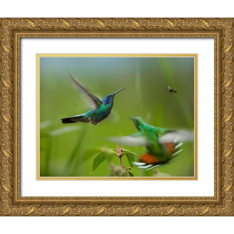 Green Violet-Ear Hummingbird and Green-Breasted Mango Hummingbirds Gold Ornate Wood Framed Art Print with Double Matting by Fitzharris, Tim