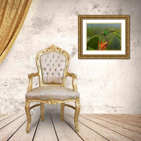 Rufous Tailed Hummingbird with Wasp Gold Ornate Wood Framed Art Print with Double Matting by Fitzharris, Tim