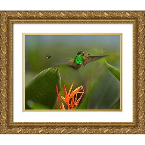 Rufous Tailed Hummingbird with Wasp Gold Ornate Wood Framed Art Print with Double Matting by Fitzharris, Tim