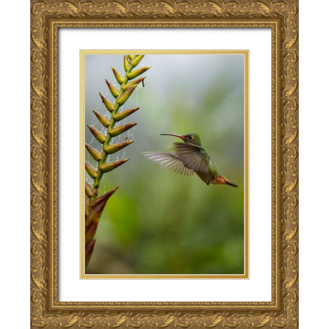 Rufous Tailed Hummingbirds Gold Ornate Wood Framed Art Print with Double Matting by Fitzharris, Tim