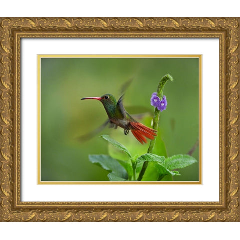 Rufous Tailed Hummingbirds Gold Ornate Wood Framed Art Print with Double Matting by Fitzharris, Tim