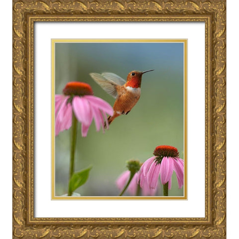 Rufous Hummingbird at Purple Coneflowers Gold Ornate Wood Framed Art Print with Double Matting by Fitzharris, Tim