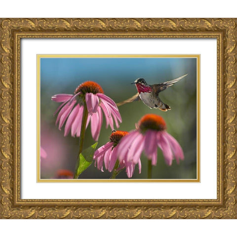 Calliope Hummingbird at Purple Coneflowers Gold Ornate Wood Framed Art Print with Double Matting by Fitzharris, Tim