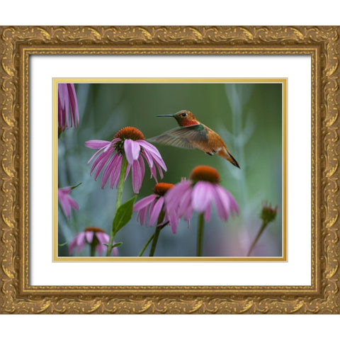 Rufous Hummingbird among Purple Coneflowers Gold Ornate Wood Framed Art Print with Double Matting by Fitzharris, Tim