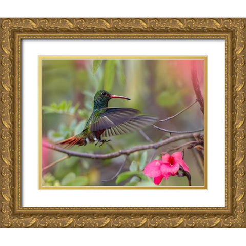 Hovering Male Rufous Tailed Hummingbird Gold Ornate Wood Framed Art Print with Double Matting by Fitzharris, Tim