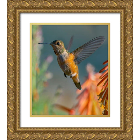 Broad Tailed Hummingbird Gold Ornate Wood Framed Art Print with Double Matting by Fitzharris, Tim