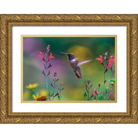 Black Chinned Hummingbird on Desert Penstemon Gold Ornate Wood Framed Art Print with Double Matting by Fitzharris, Tim