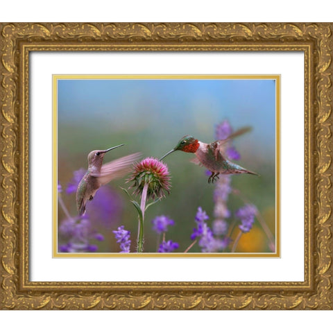 Ruby Throated Hummingbird at Bull Thistle Gold Ornate Wood Framed Art Print with Double Matting by Fitzharris, Tim