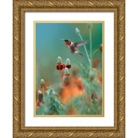 Ruby Throated in Mexican Hat Wildflowers Gold Ornate Wood Framed Art Print with Double Matting by Fitzharris, Tim