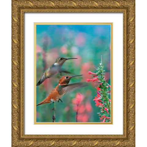 Rufous Hummingbird and Broad Tailed Hummingbirds at Penstemon Gold Ornate Wood Framed Art Print with Double Matting by Fitzharris, Tim