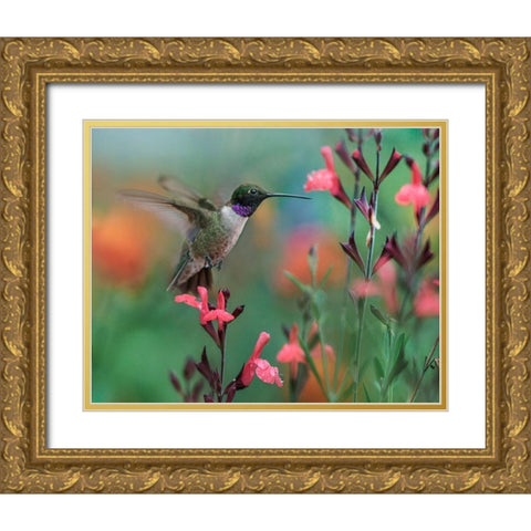 Black Chinned Hummingbird Gold Ornate Wood Framed Art Print with Double Matting by Fitzharris, Tim