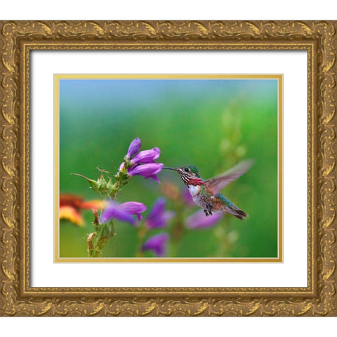 Caliope Hummingbird feeding at Penstemon Gold Ornate Wood Framed Art Print with Double Matting by Fitzharris, Tim