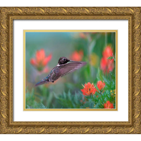 Black Chinned Hummingbird with Indian Paintbrush Gold Ornate Wood Framed Art Print with Double Matting by Fitzharris, Tim