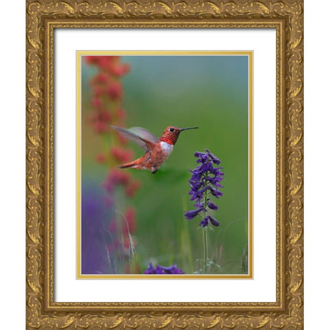 Rufous Hummingbird Hill Country Gold Ornate Wood Framed Art Print with Double Matting by Fitzharris, Tim