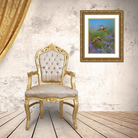 Broad Tailed Hummingbird Gold Ornate Wood Framed Art Print with Double Matting by Fitzharris, Tim