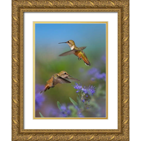 Broad Tailed Hummingbird Gold Ornate Wood Framed Art Print with Double Matting by Fitzharris, Tim