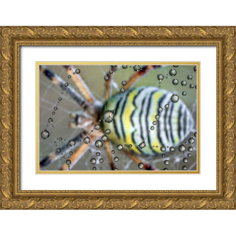 The mirror of the spider Gold Ornate Wood Framed Art Print with Double Matting by Ghizzi Panizza, Alberto