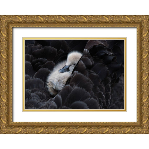 Pickaback Gold Ornate Wood Framed Art Print with Double Matting by Tjandra, C.S.