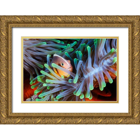 Clownfish Gold Ornate Wood Framed Art Print with Double Matting by Gabriel, Barathieu