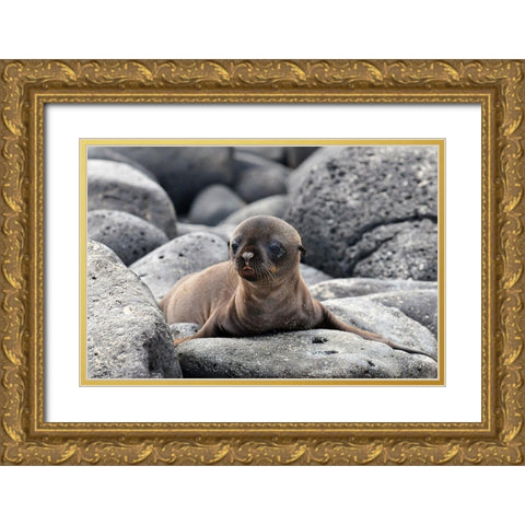 Galapagos Sea Lion pup Gold Ornate Wood Framed Art Print with Double Matting by Ben Tov, Ilan