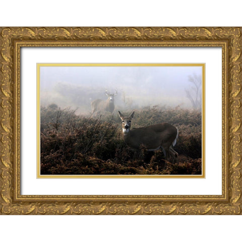 The rut in on  White tailed deer Gold Ornate Wood Framed Art Print with Double Matting by Cumming, Jim