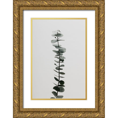 Eucalyptus Natural 02 Gold Ornate Wood Framed Art Print with Double Matting by Artographie Studio