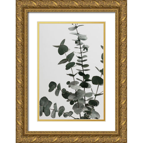 Eucalyptus Natural 07 Gold Ornate Wood Framed Art Print with Double Matting by Artographie Studio