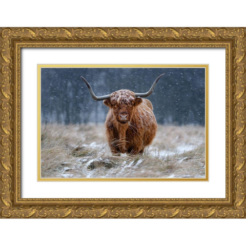 Snowy Highland cow Gold Ornate Wood Framed Art Print with Double Matting by Guijt, Richard