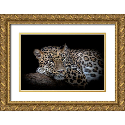 Leopard resting Gold Ornate Wood Framed Art Print with Double Matting by Nauzet Baez Photography