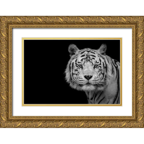 Bengal White Tiger Gold Ornate Wood Framed Art Print with Double Matting by Nauzet Baez Photography