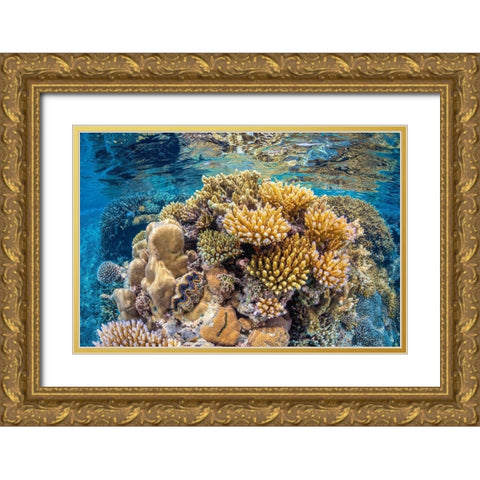 Reef of Mayotte Gold Ornate Wood Framed Art Print with Double Matting by Gabriel, Barathieu