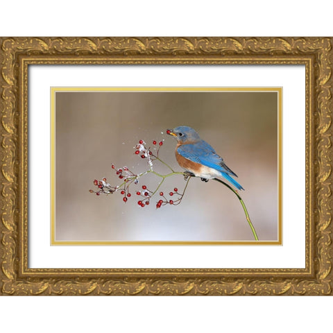 Blue Bird in Winter Gold Ornate Wood Framed Art Print with Double Matting by Chen, Jia