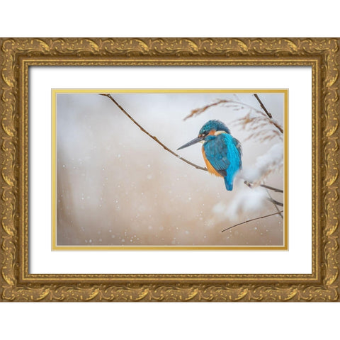 Common Kingfisher Gold Ornate Wood Framed Art Print with Double Matting by Vasilev, Yordan