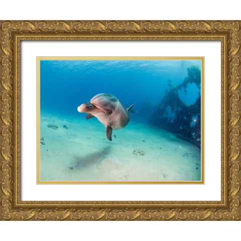 Dolphin Gold Ornate Wood Framed Art Print with Double Matting by Ben Tov, Ilan