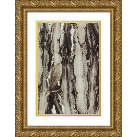 Cactus 001 Gold Ornate Wood Framed Art Print with Double Matting by Artographie Studio